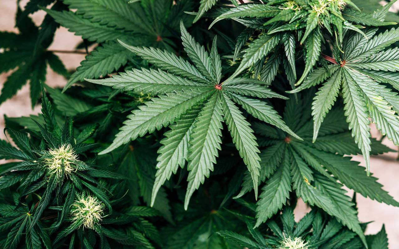 Cannabis, Plantage, Polizei