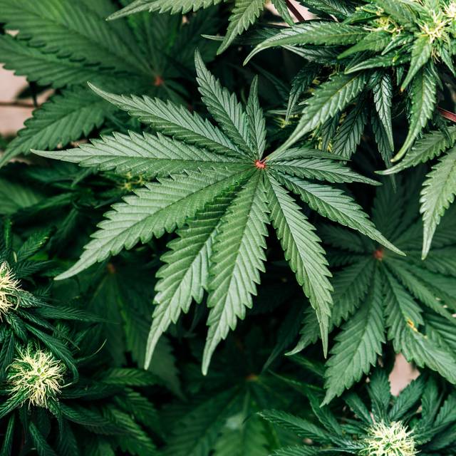 Cannabis, Plantage, Polizei