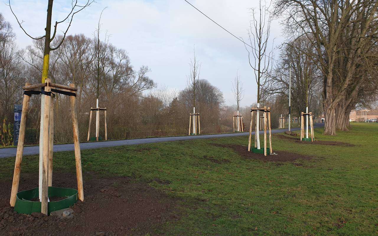 Kastanienallee, Schusterinsel, Bierbörse, Linden, Winterlinden, Lindenallee, Werner Nolden