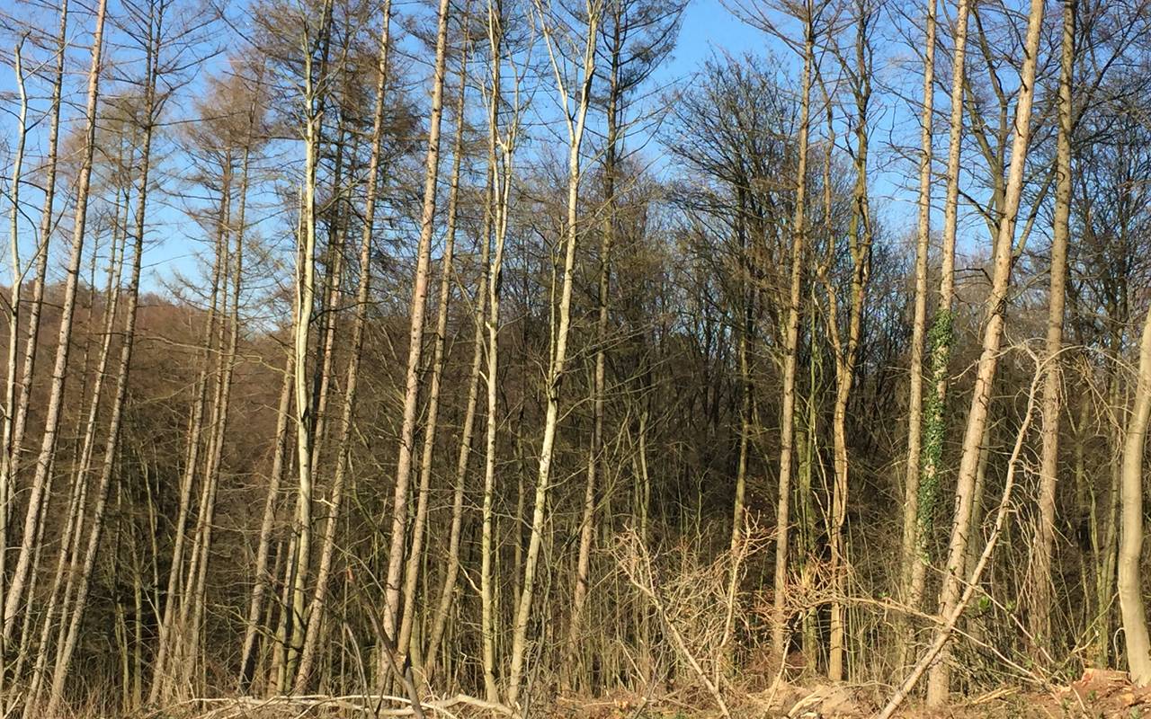 Waldrodung, Wälder, Baum, Bäume, Förster, Rodung