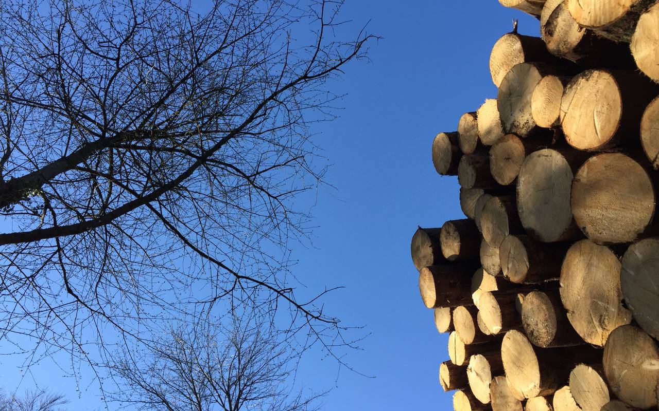 Wald, Bäume, Baum, Borkenkäfer, Steinbüchel