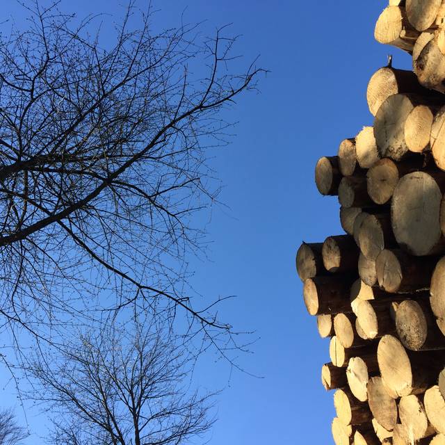 Wald, Bäume, Baum, Borkenkäfer, Steinbüchel