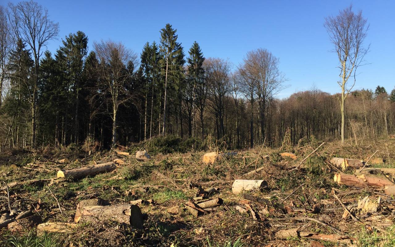 Waldrodung, Rodung, Borkenkäfer, Bäume fällen, Baum, Wald