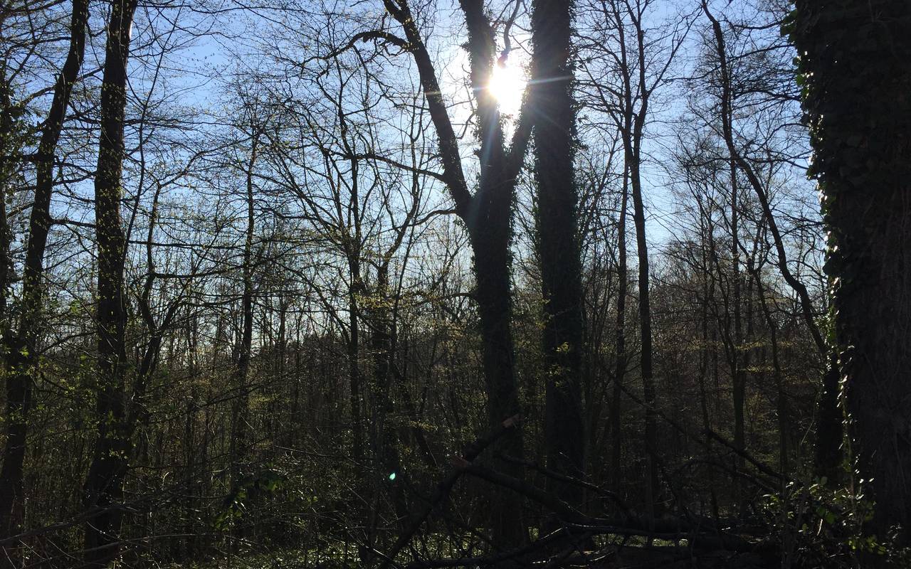 Baum, Bäume, Wald, Steinbüchel, Blattwald