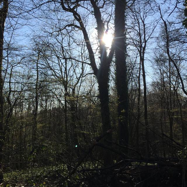 Baum, Bäume, Wald, Steinbüchel, Blattwald
