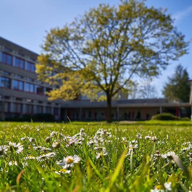 Schule,Freiherr-vom-Stein-Gymnasium, Gymnasium, Symbolbild, Kinder, Blumen, Baum, Natur, Frühling