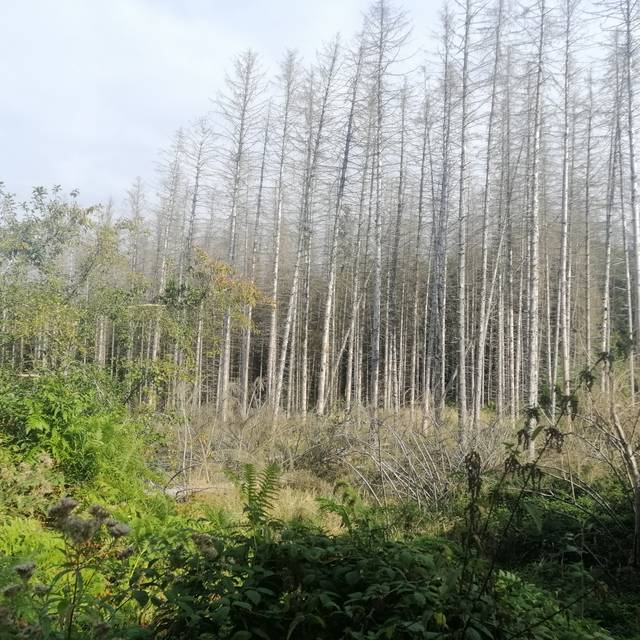 Der Borkenkäfer wütet im Bürgerbusch