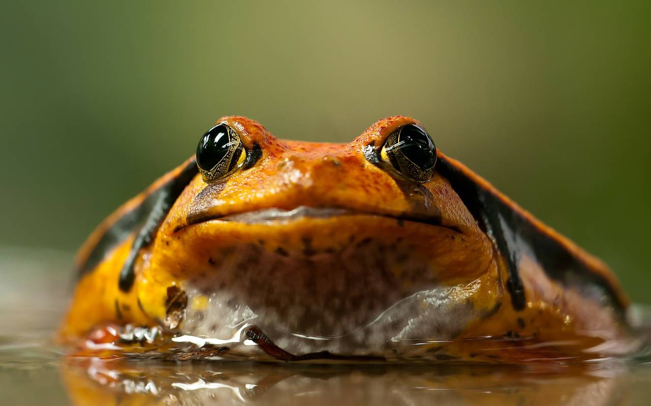 Frosch, Krötenwanderung, Frösche,