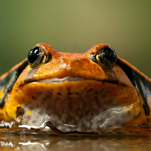 Frosch, Krötenwanderung, Frösche,