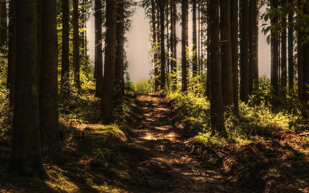 Wald, Bäume, Spazieren gehen, Waldweg, Wandern