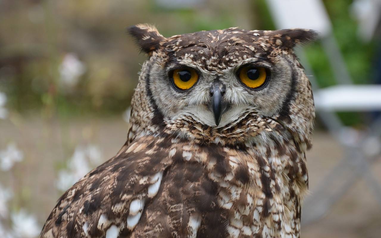 Eule, Vogel, Vögel, Nabu, Naturschutzbund, Natur, Wald, Lärm