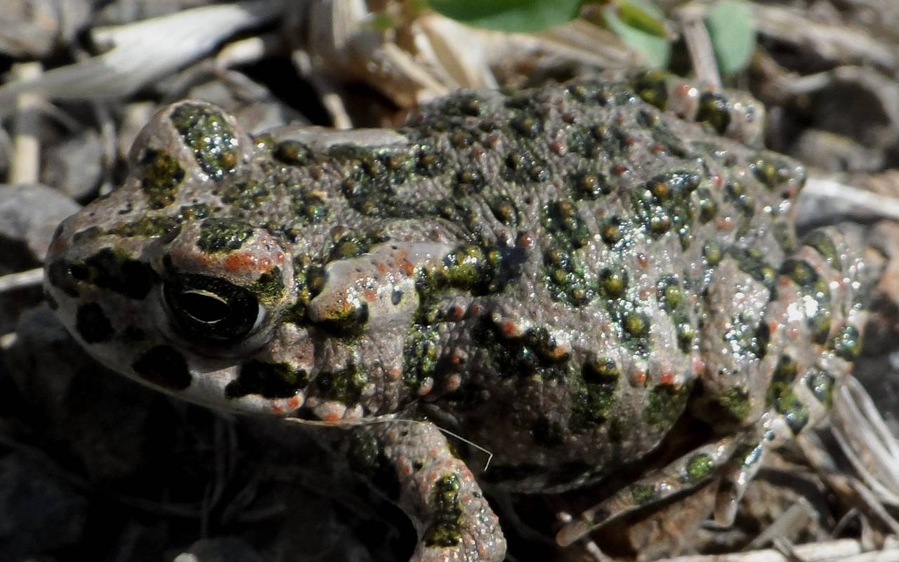 Frosch, Kröte, NABU, Naturschutzbund, Tiere, BUND, Natur, Kölner Zoo, Zoo