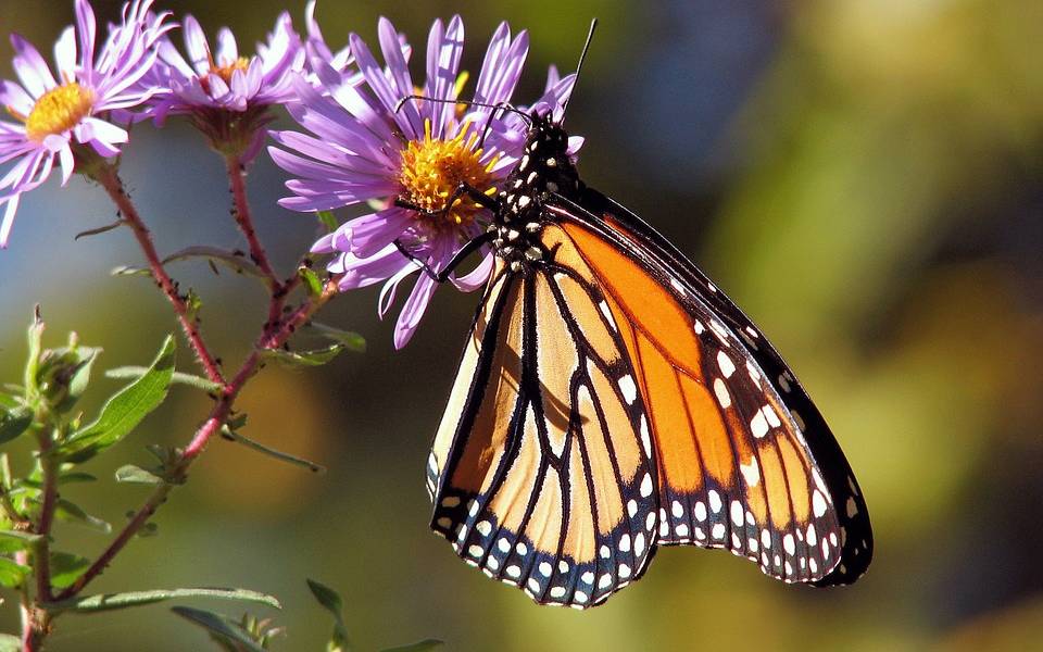 Schmetterflapp, Schmetterling, Nabu, Natur, Garten, Blumen