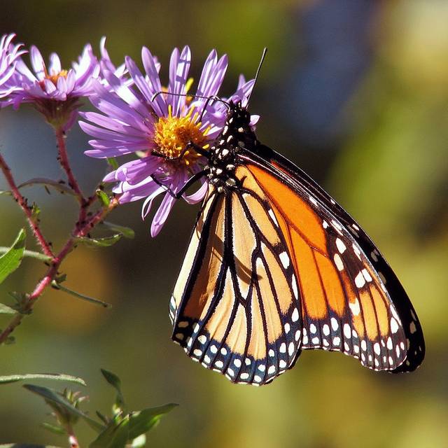 Schmetterflapp, Schmetterling, Nabu, Natur, Garten, Blumen