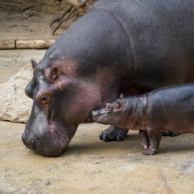 Flusspferd, Tiere, Kölner Zoo, Hippodom