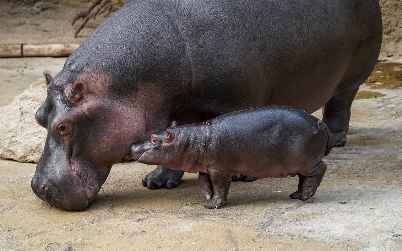 Flusspferd, Tiere, Kölner Zoo, Hippodom