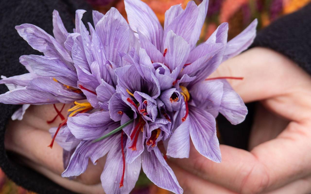 Safranblüten in einer Hand