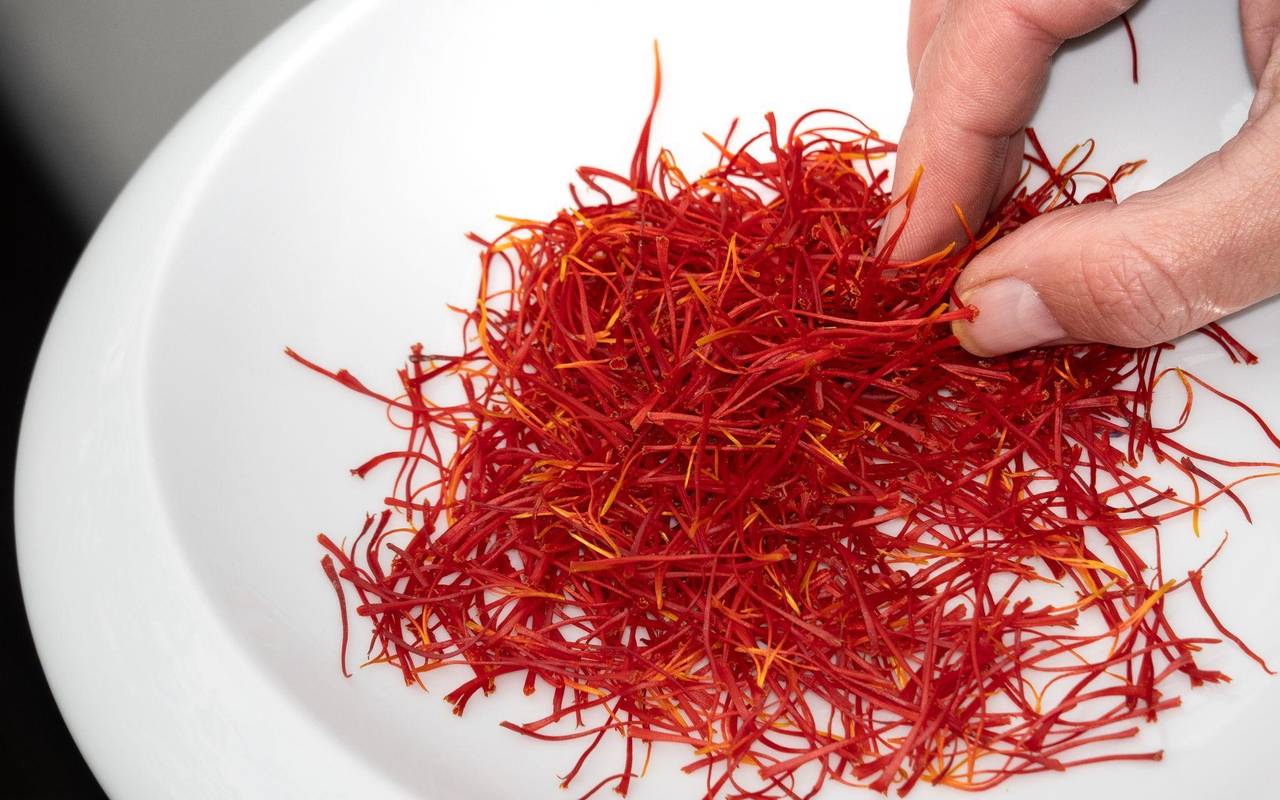 Fäden der geernteten Safranblüten