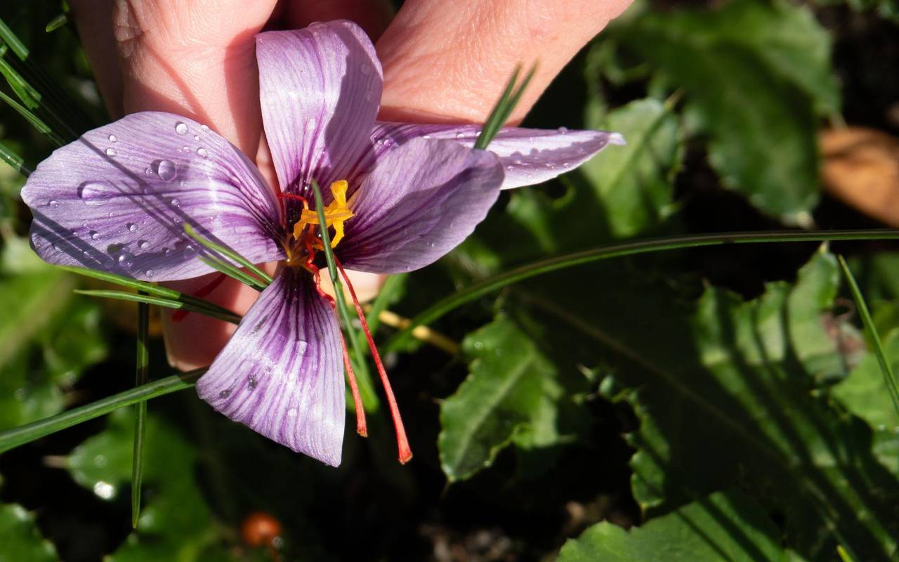 Safran wächst auf einer Anbaufläche in Altenburg