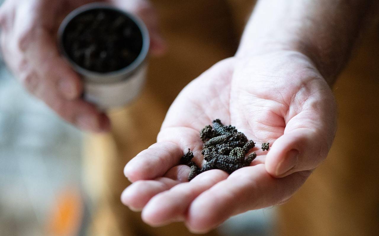 Mann hält Schokoladenpfeffer in der Hand