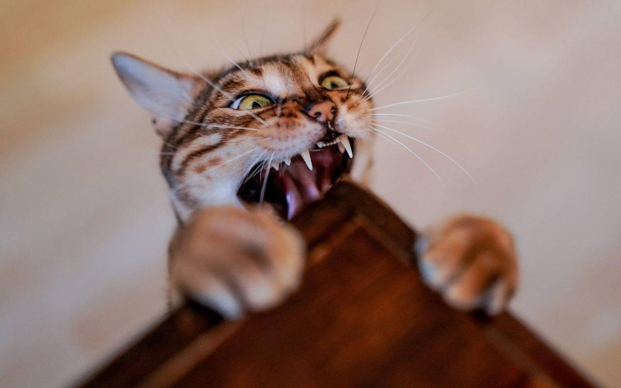 Katze zeigt an einem Tisch ihre Zähne