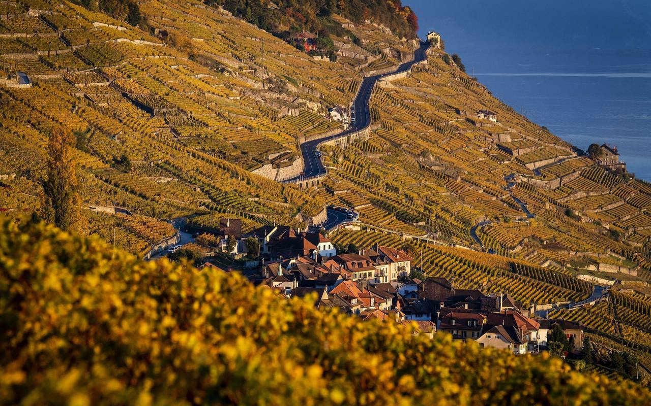 Weinanbau am Genfer See