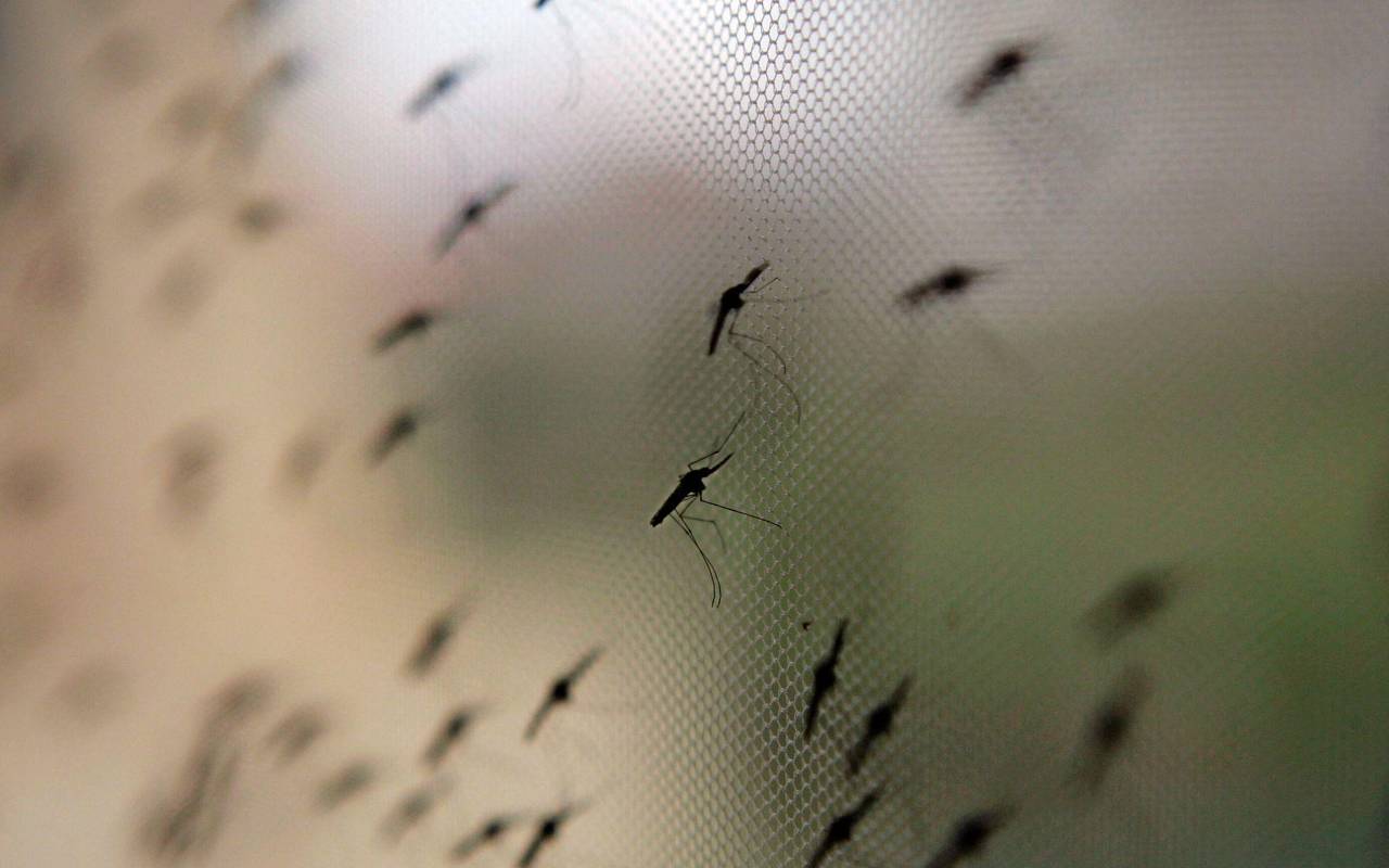 Anopheles-Mücken