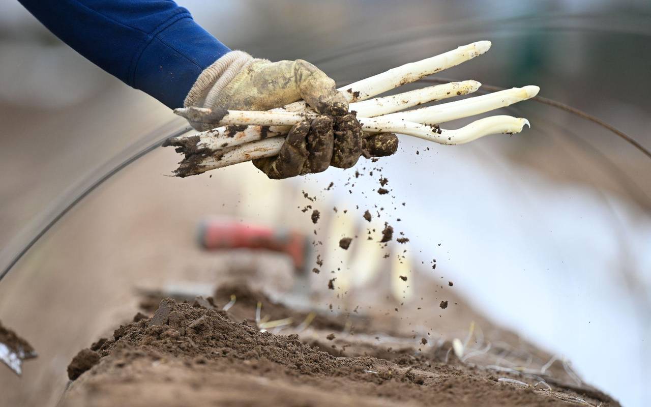 Arbeiter bei der Spargelernte