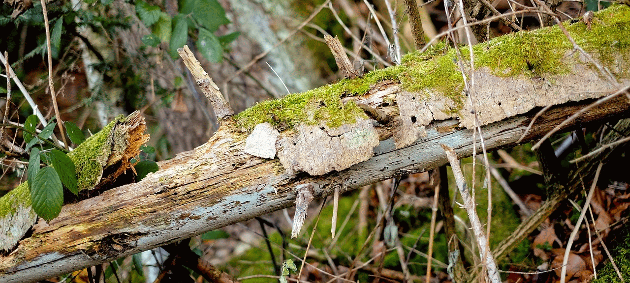 Dhünnweg: Ast abgekracht