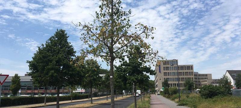 Hitze und Trockenheit schaden Baumbestand