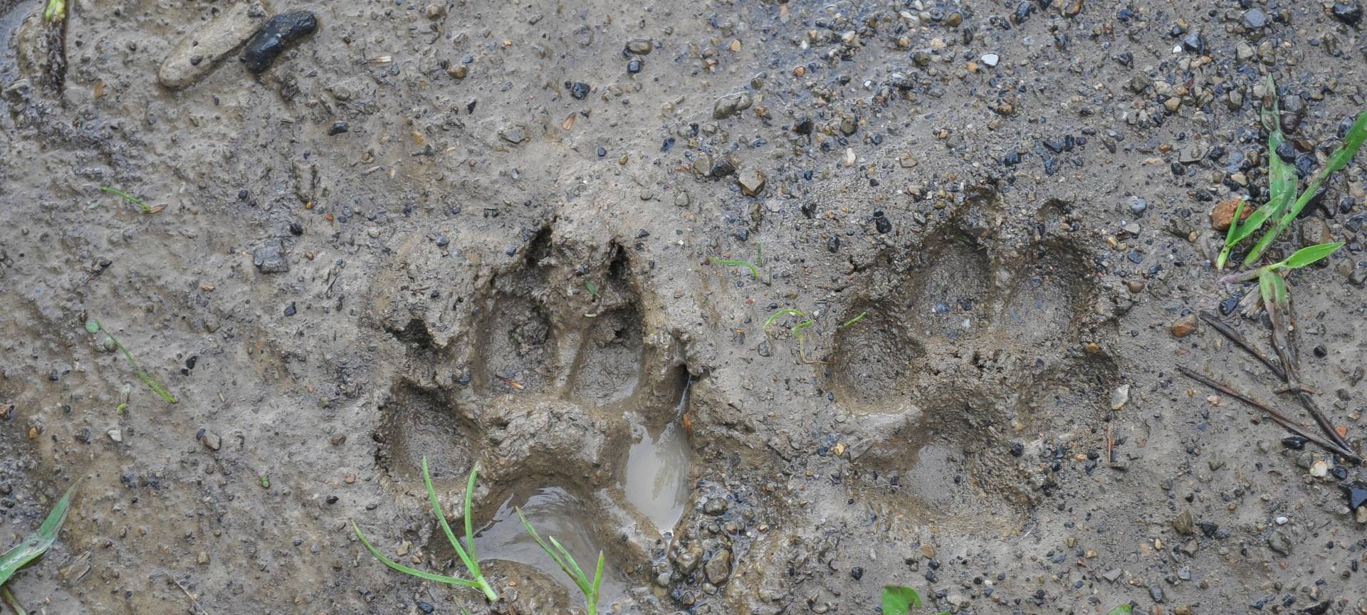 Wolf bald heimisch bei uns?