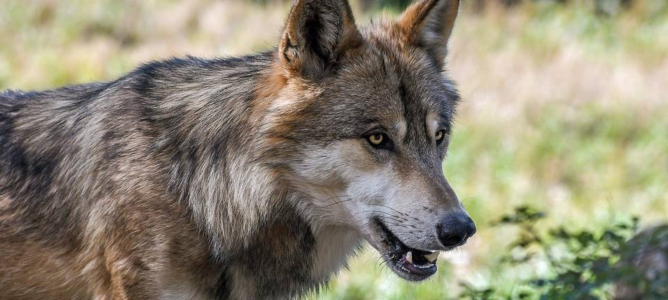 Wolf an Karnevalssamstag in Leverkusen unterwegs