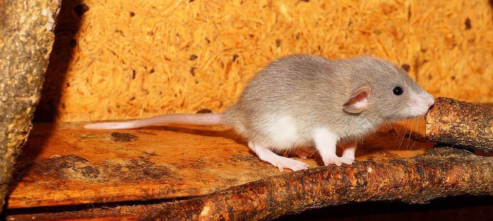 Ratten-Problem bleibt bestehen