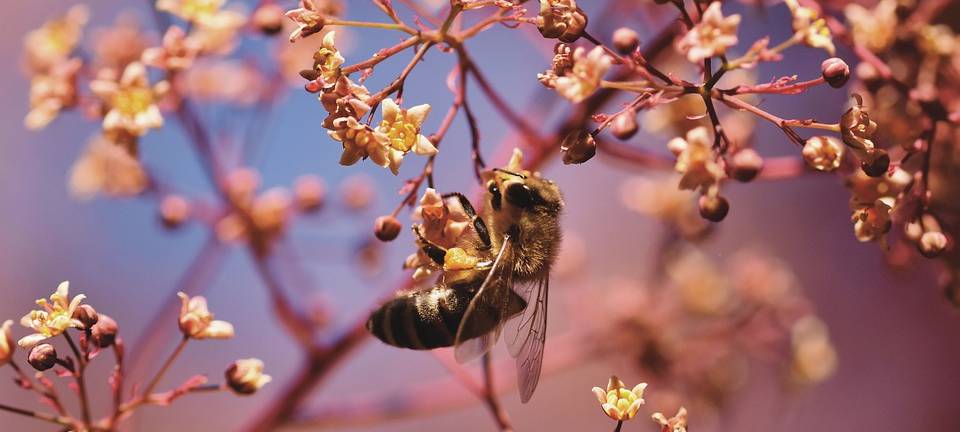 Leverkusen: Neue Tierart bedroht Bienenbestand