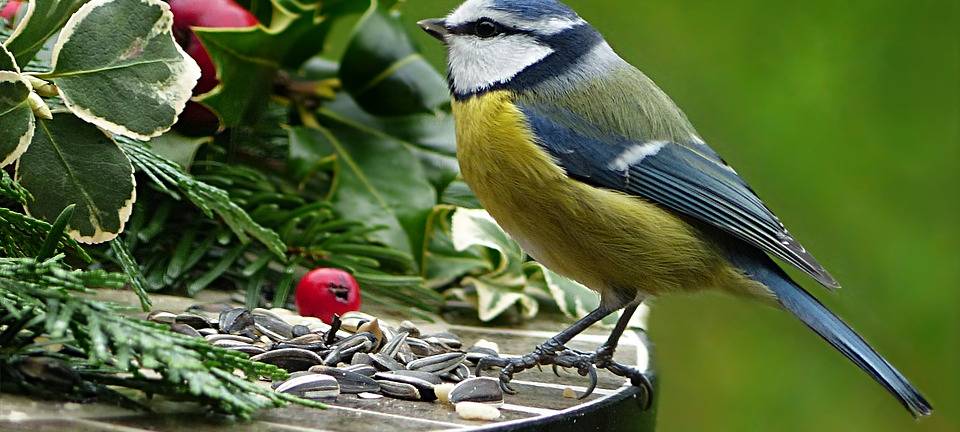Meisen: Nistkästen zum Selbstbauen
