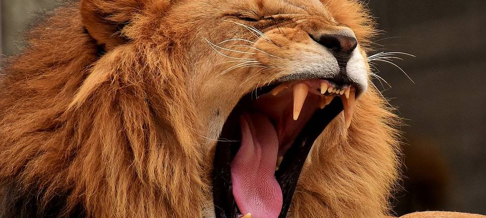 Zoo: Bessere Sicht auf Löwen