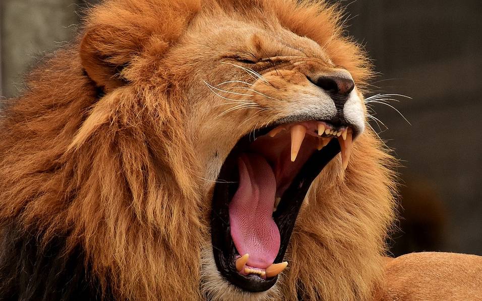 Zoo: Bessere Sicht auf Löwen - Radio Leverkusen