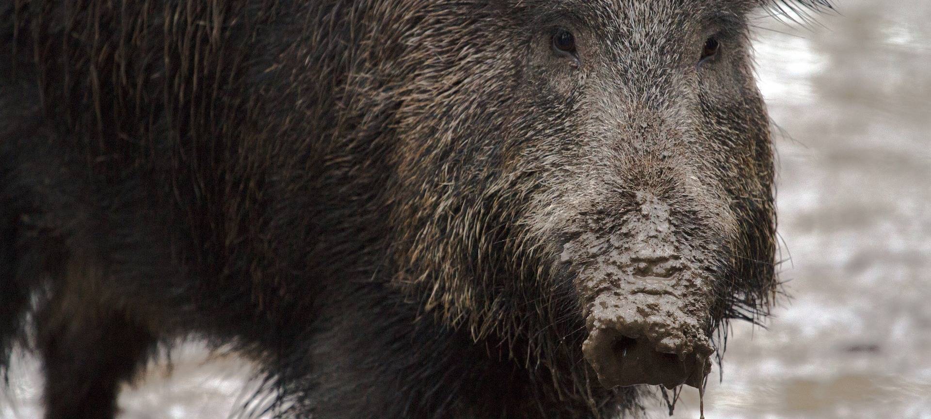 Wieder zu viele Wildschweine in der Region