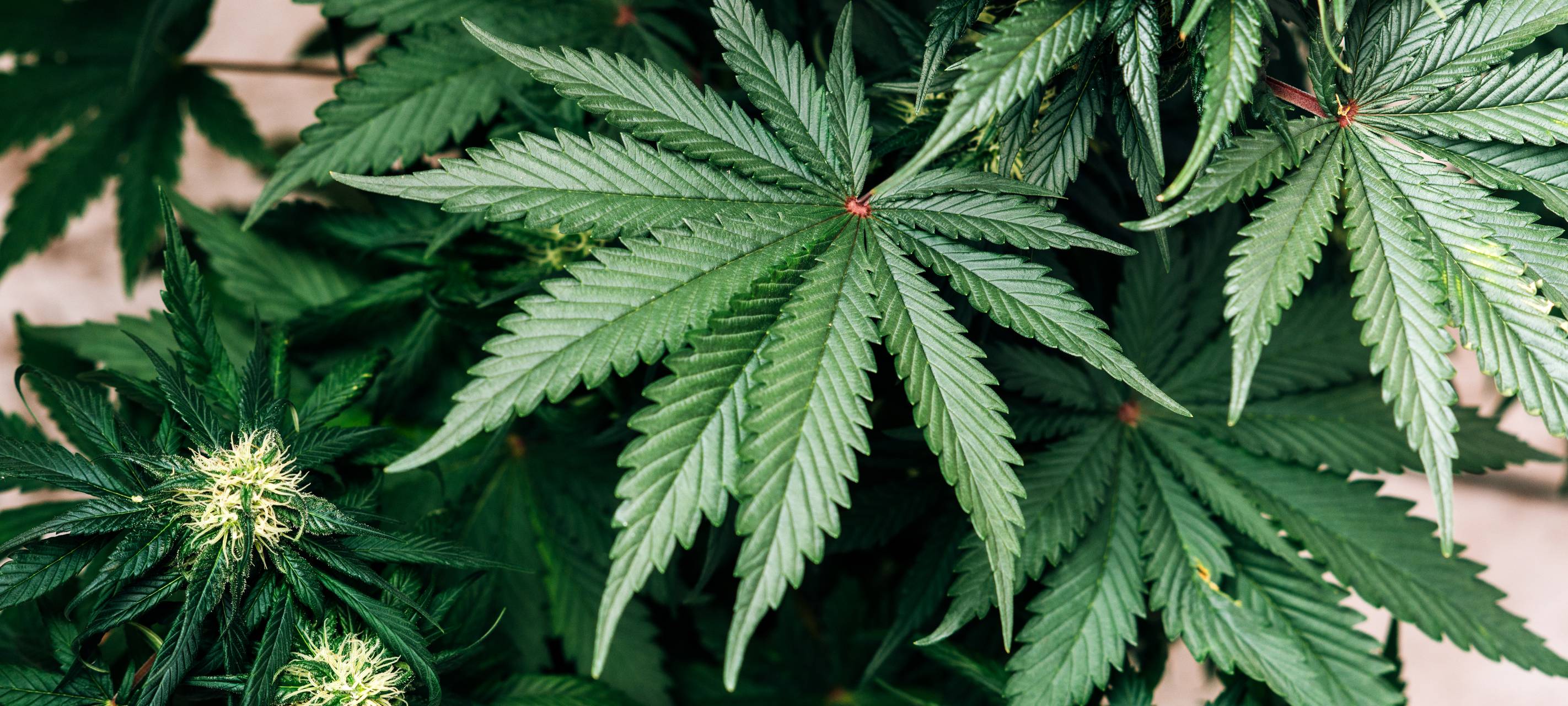 Cannabis, Plantage, Polizei