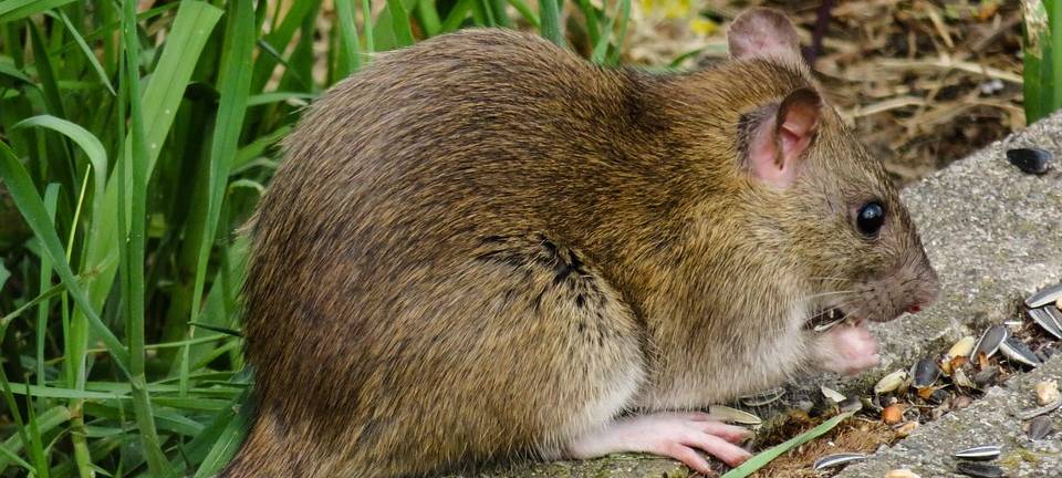 Rattenbefall in Leverkusener Kita: Keine Schließung nötig