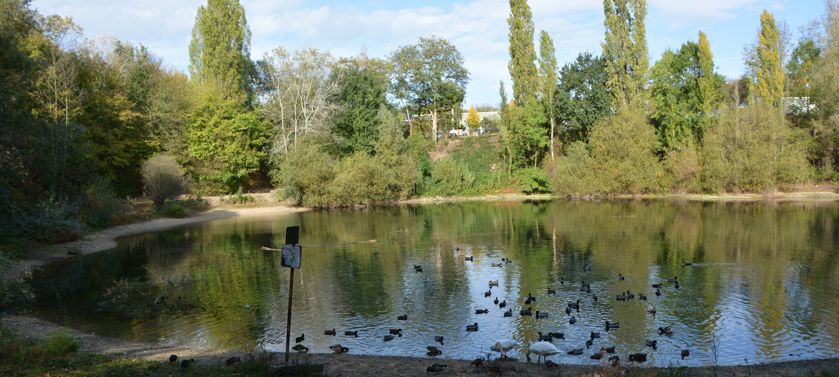Diskussion um Rheindorfer See