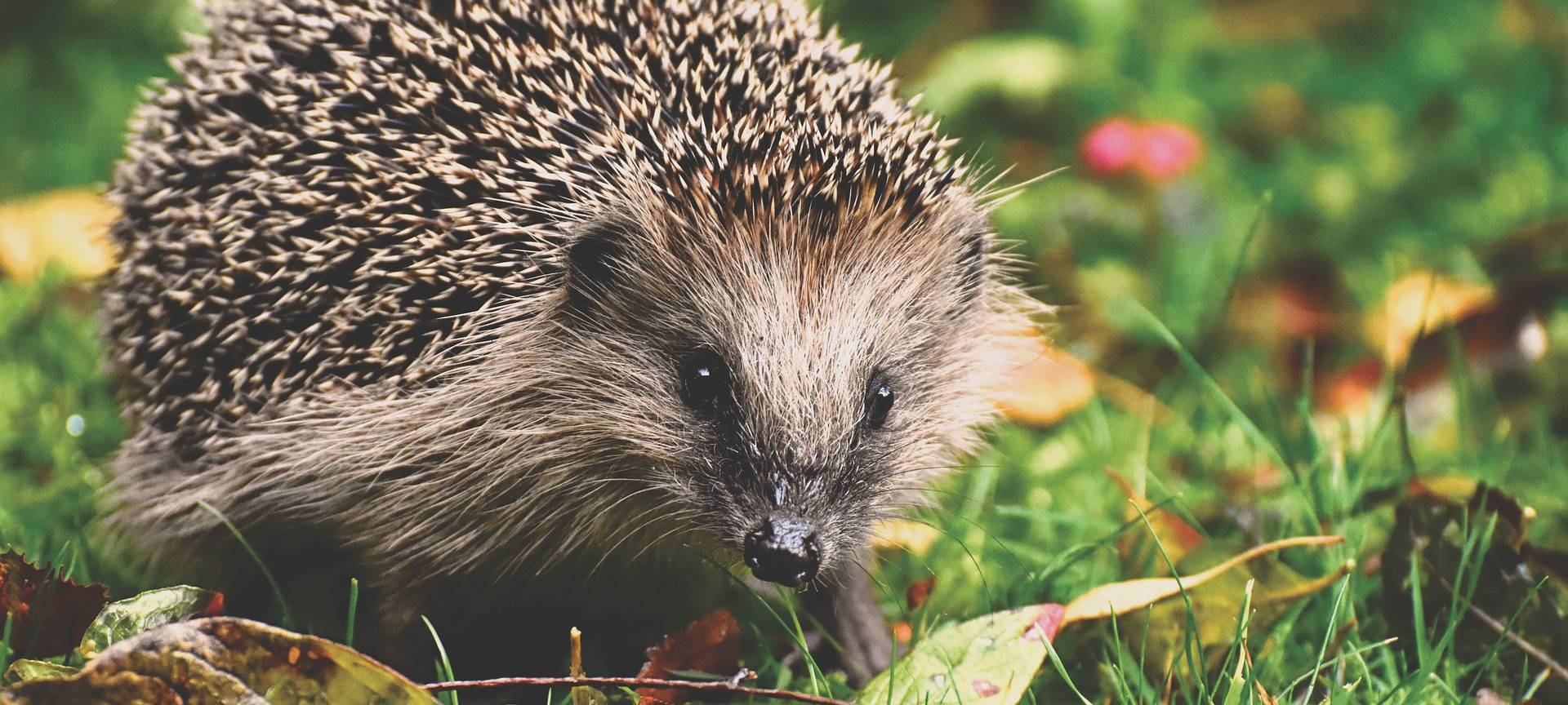 Leverkusen: Nachtfahrverbot für Mähroboter gefordert
