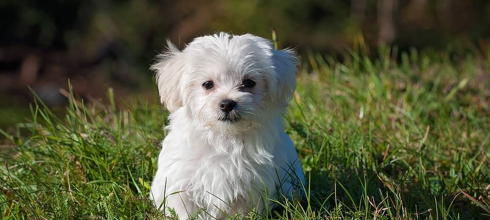Hundekot: Höhere Strafen mit wenig Erfolg