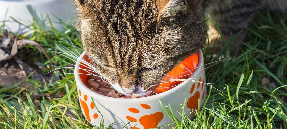 Leverkusen: Vorschläge für Tierschutzpreis gesucht