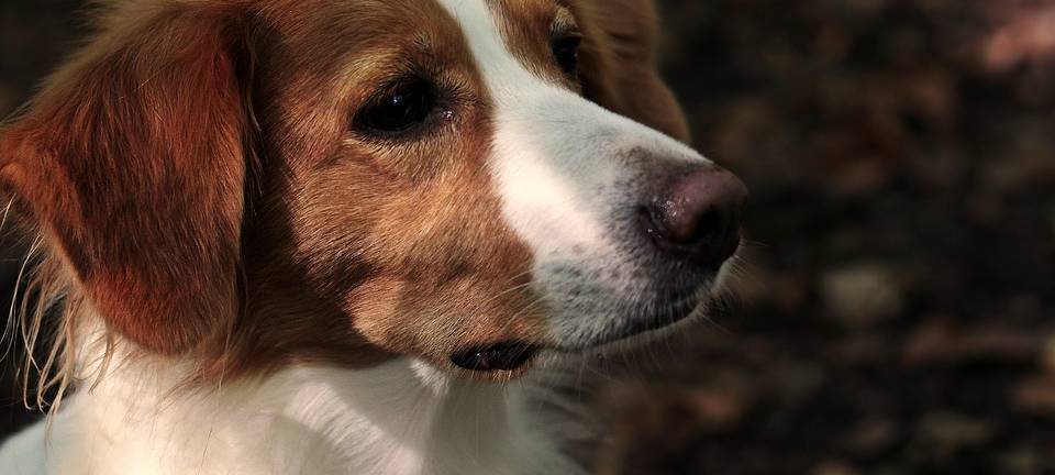 Hunde bekommen Zuflucht am Kölner Flughafen
