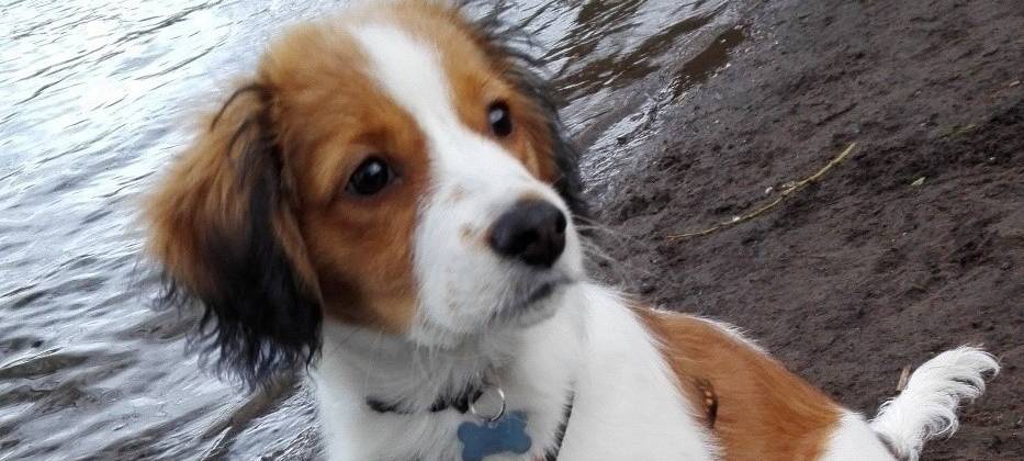 Schulhund Elmo kommt