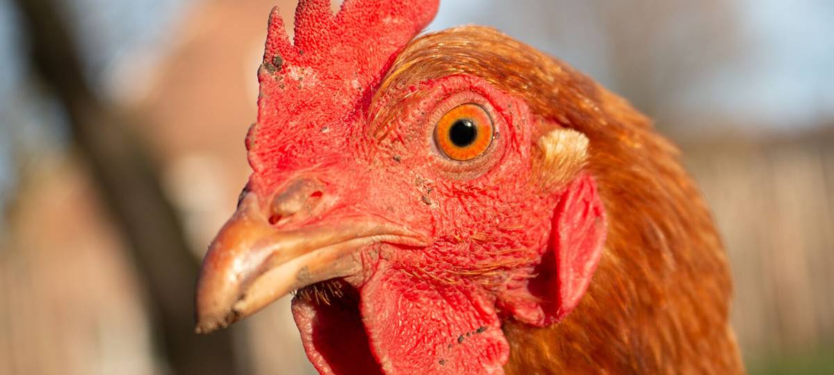 Veterinäramt warnt vor der Vogelgrippe