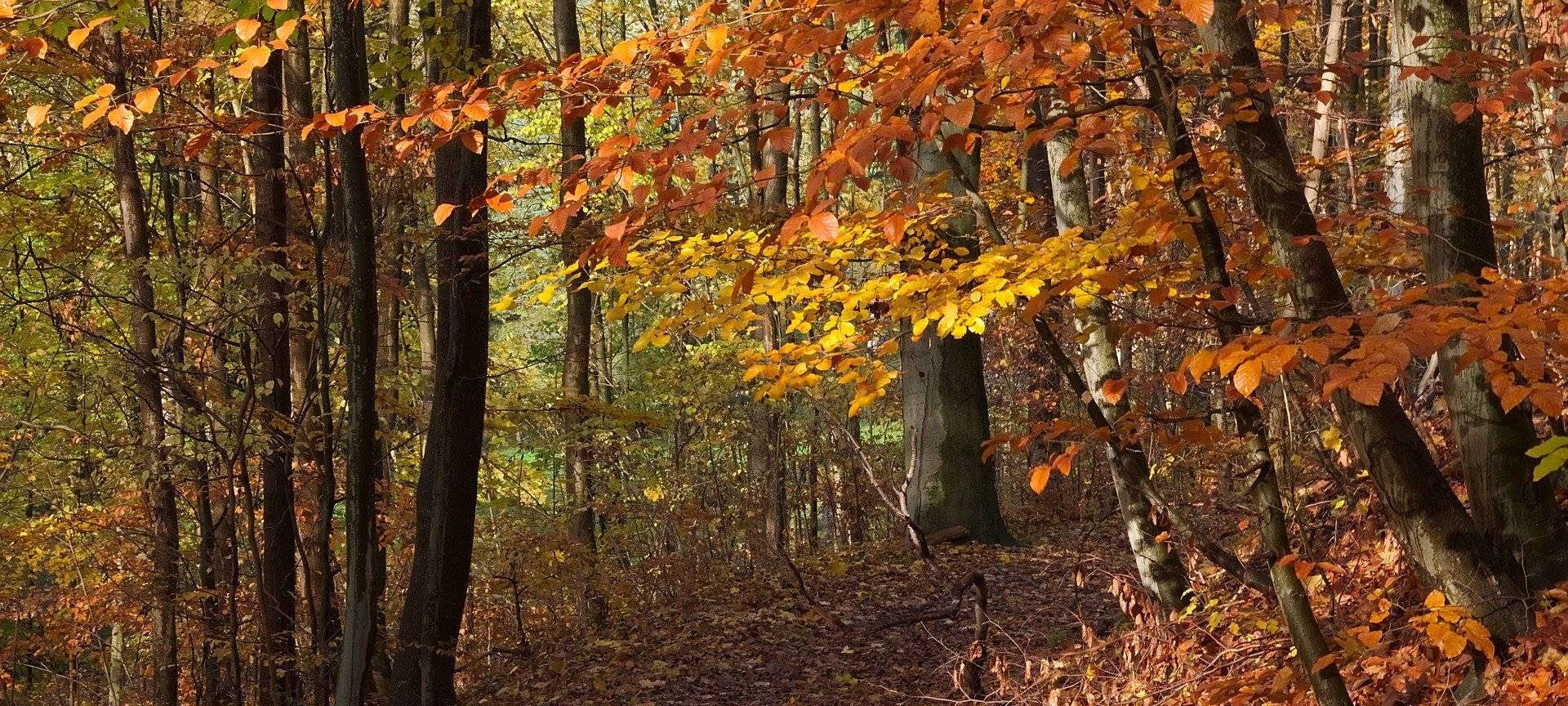Stadt will Bürgerbusch kaufen
