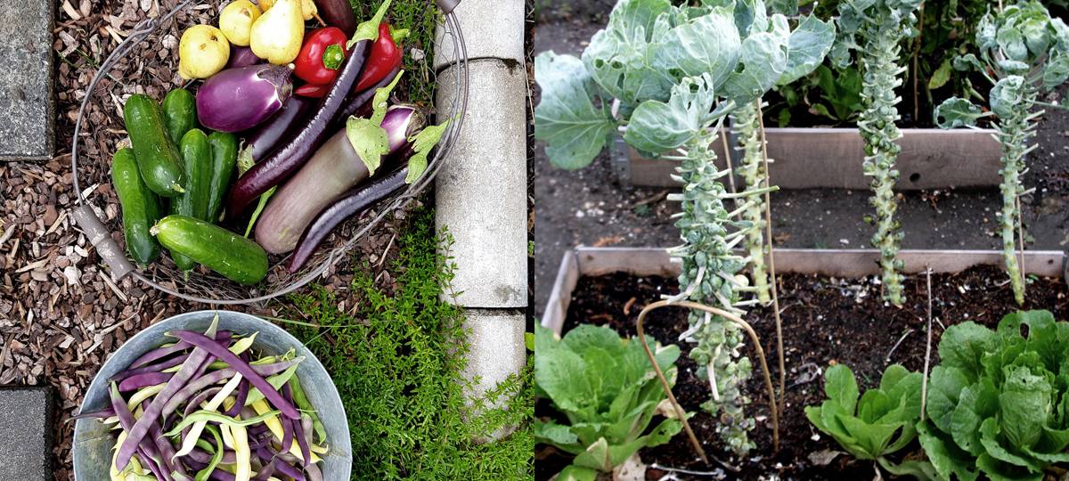 Neuer Familiengarten in Alkenrath für alle Generationen