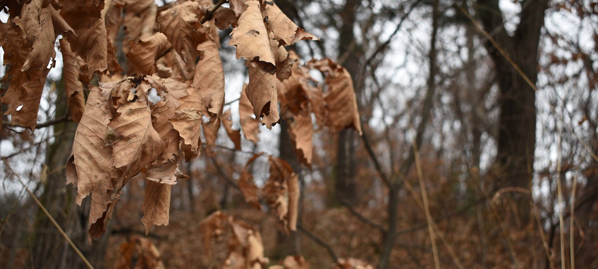 Fallen gegen Borkenkäfer
